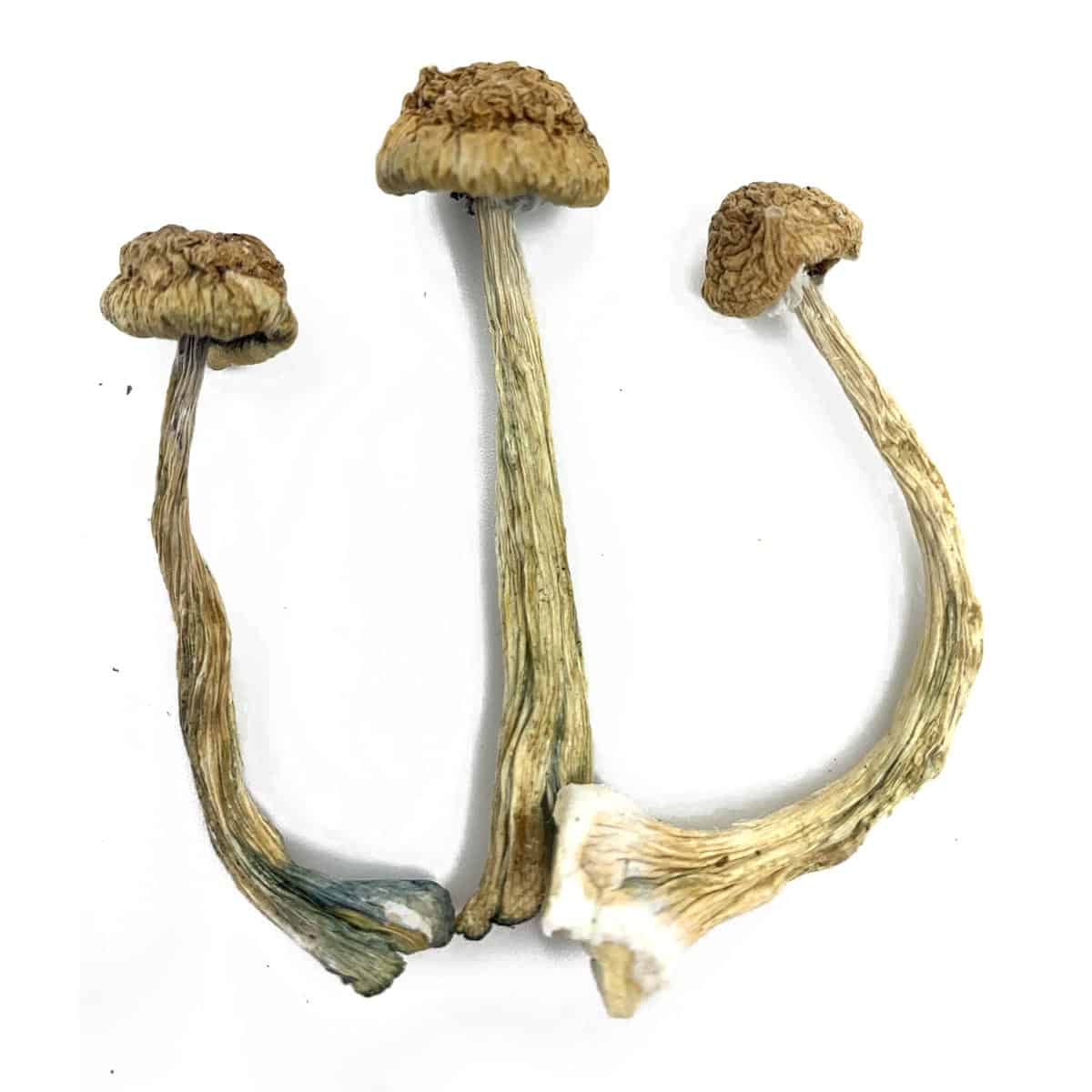 Dried Magic Mushrooms – Shop Online in Canada Today!